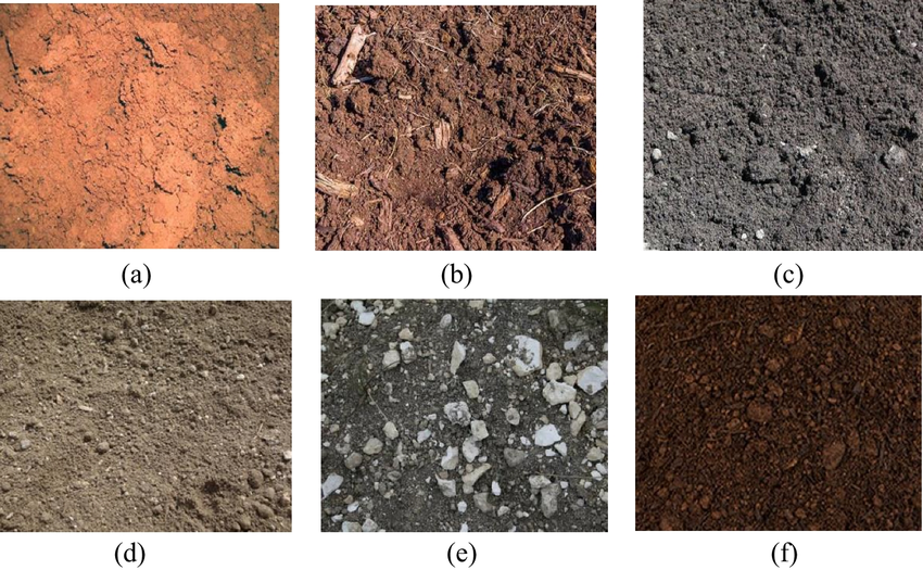 Choosing the Right Soil for the Bay Tree<br>