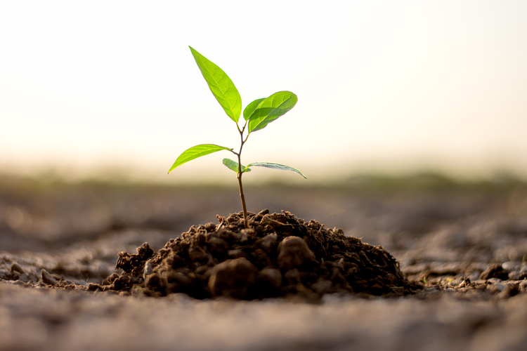 Planting Time for the Bay Tree<br>