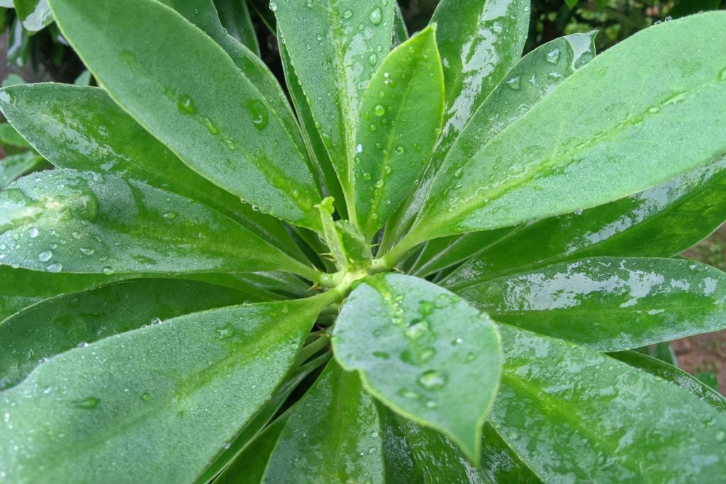 Proper Watering Techniques for the Bay Tree<br>