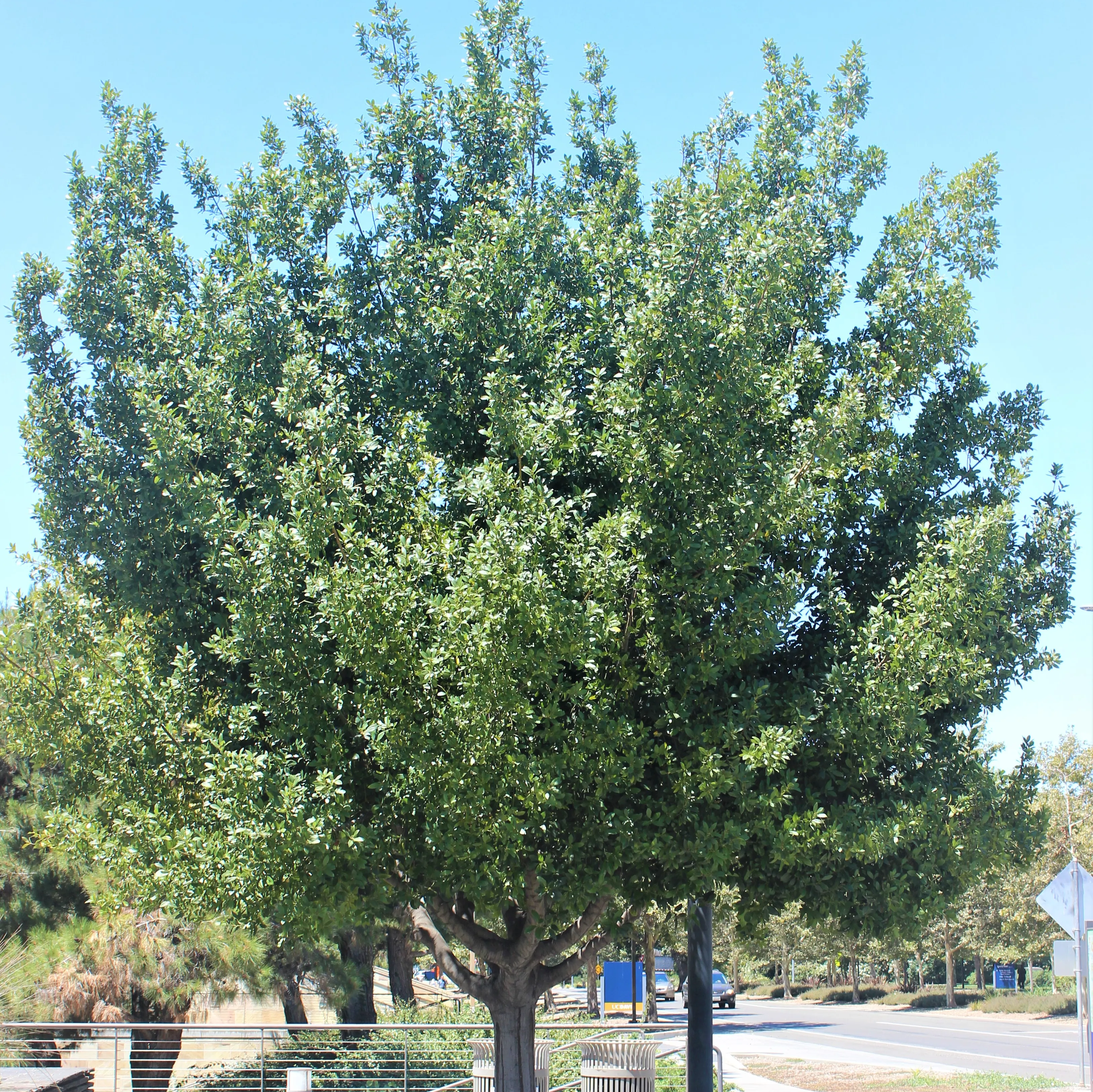 Sustainable Cultivation of the Bay Tree<br>