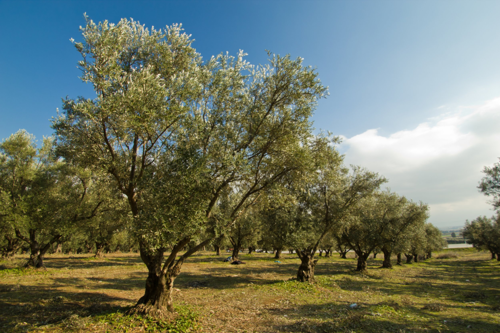 Zeytin Ağacının İklim ve Yetiştirme Koşulları