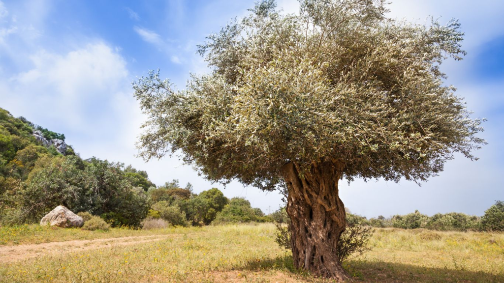 Zeytin Ağacının Budama