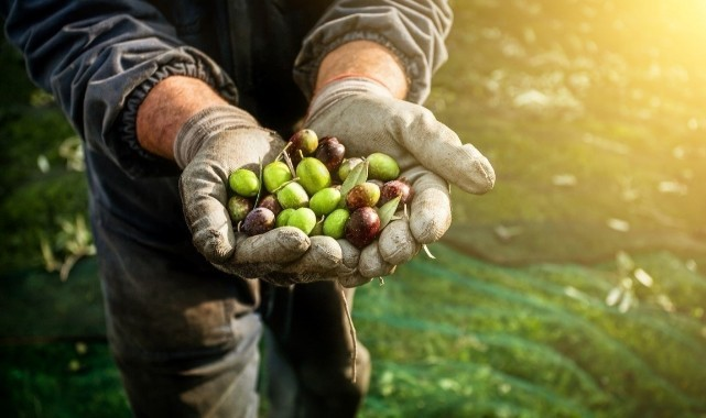 Zeytin Ağacı için Hasat