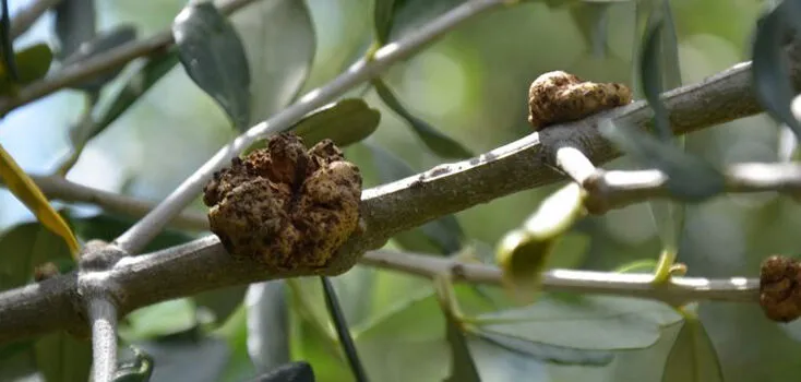 Zeytin Hastalıkları ve Zararlılar